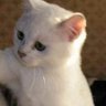 ผู้ชมที่ดี 🤫's profile picture