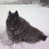 susan holmes profil fotoğrafı