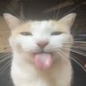 Profilbild von Kazumi