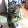 ぼいてく's profile picture