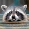 Raccoon de Rothschild ✝️'s profile picture