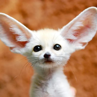 WorldofCuddles's profile picture
