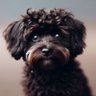 Chunyu Liu profil fotoğrafı
