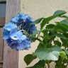gardenia profil fotoğrafı