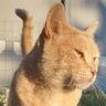 Profilbild von Gattorosso