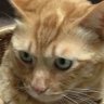猫好きの蒼 profil fotoğrafı