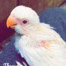 𝓕ⲀꞄⲈϨ's profile picture