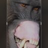 Jangan_Baperan NYET profil fotoğrafı