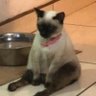 keeya's profile picture