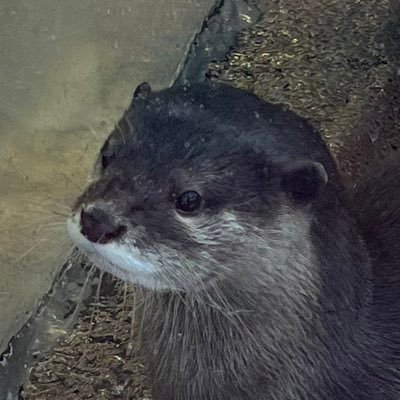 吉田 工作(ネット上の悪質なデマを減らしたい人)'s profile picture
