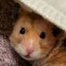 はしるのすけ's profile picture