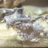 Kraken 4 Life profil fotoğrafı