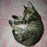 まめオヤジ 的头像