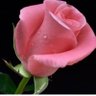 ليلى العرفج❤️ profil fotoğrafı