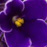 Profilbild von Violet