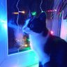 Покемон Накачу profil fotoğrafı