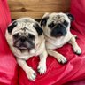 🐶sora.ten.coco🐶(katsuNagano)'s profile picture