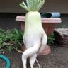 Фото профиля Radish