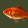 Profilbild von Fishbowl News