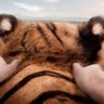 CabalgarElTigre profil fotoğrafı