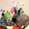 Profilbild von 剣吉&ひかりのパパ