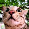 Ragnarok Fanatic's profile picture