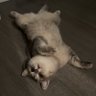 华晨 profil fotoğrafı