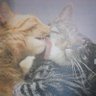 Фото профиля 金銀の子猫 ฅ