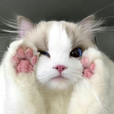 颜值杭州夫妻-Kito's profile picture
