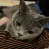 被裴珠泫草了's profile picture