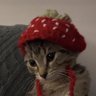 Profilbild von clarinha
