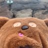 五条さとらない's profile picture