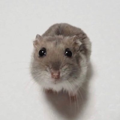 사코's profile picture