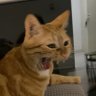 BΛRBIKΛ profil fotoğrafı
