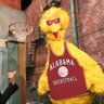 Big Bird profil fotoğrafı