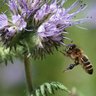 Bee Happy 〓〓 𝍎𝌆 profil fotoğrafı