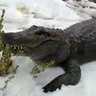 Frozen Lizard 1969's profile picture