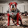 ChiefDog profil fotoğrafı