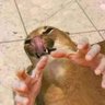 El ganso exe's profile picture
