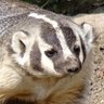 Фото профиля Badger G. 🦡