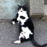 偽りのあいとまこ🎀🏳️ profil fotoğrafı