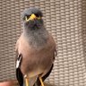 Profilbild von Stympy