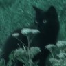 ラテ 的头像