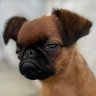 Loki profil fotoğrafı