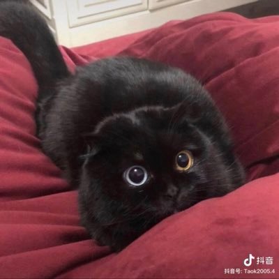Chihiro's profile picture