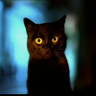 Profilbild von Nightingale