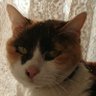 Profilbild von Miwa karuma 楽しいこと発見中!