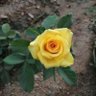 Sowmiya Sowmi profil fotoğrafı