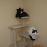 Karuraと3匹の猫の部屋 profil fotoğrafı