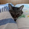 さば profil fotoğrafı